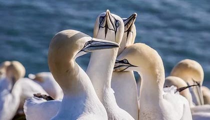 yl23455永利注册登录-“硬核”北欧两项或将退出冬奥会