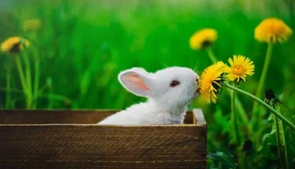 yl23455永利平台-对话任子威:从“冰雪速度”到“民生温度”|两会零时差